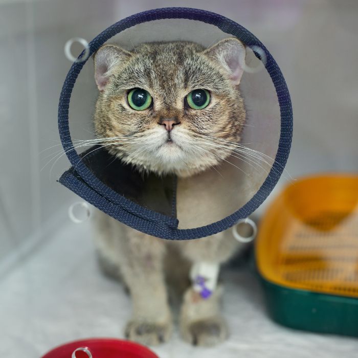 cat with surgery cone